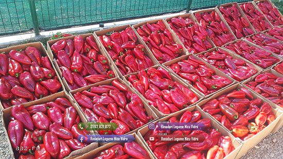 Rasaduri legume : Rasad de rosii ardei castraveti vinete salata varza 2026