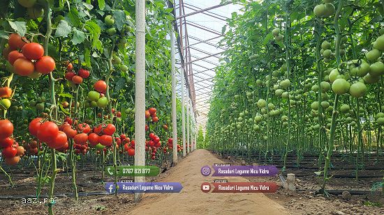 Rasaduri Legume | Rasad de rosii tomate ardei vinete castraveti varza