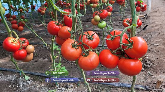 Rasaduri Legume : Rasad de rosii tomate ardei vinete castraveti varza 2026