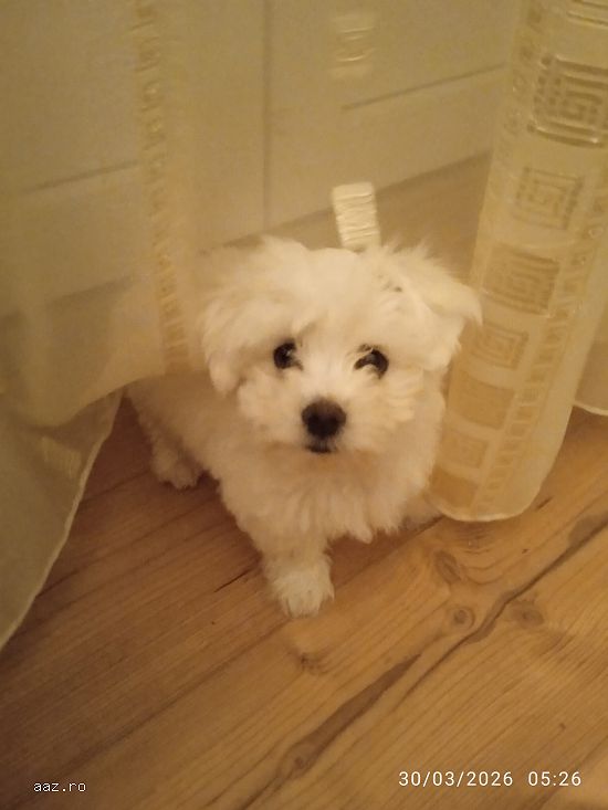 Bichon alb,   3 luni,   mascul