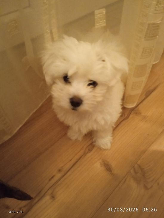 Bichon alb,   3 luni,   mascul