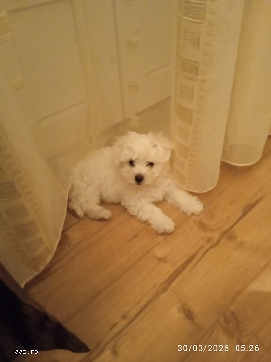 Bichon alb,   3 luni,   mascul