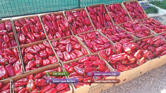 Rasad rosii Rasaduri Legume ardei castraveti vinete salata tomate 2026
