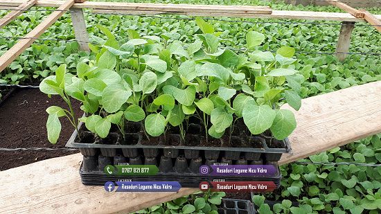 Rasaduri rosii,  ardei,  castraveti,  vinete - Rasaduri legume de vanzare