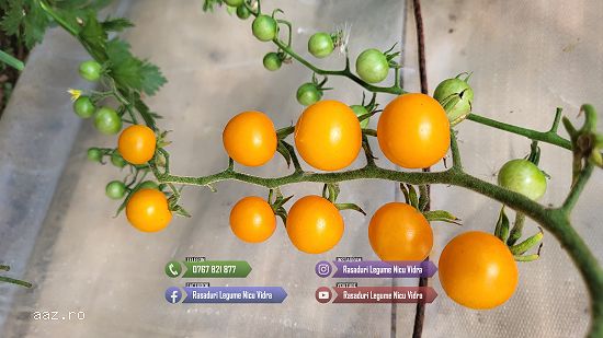 Vand Rasad | Rasaduri Rosii Cherry si Diverse Specialitati