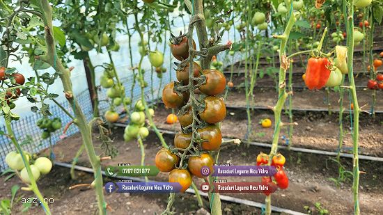 Vand Rasad | Rasaduri Rosii Cherry si Diverse Specialitati