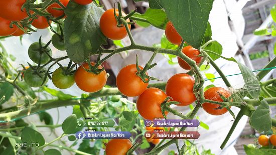 Vand Rasad | Rasaduri Rosii Cherry si Diverse Specialitati