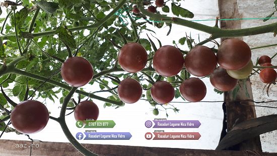 Vand Rasad | Rasaduri Rosii Cherry si Diverse Specialitati