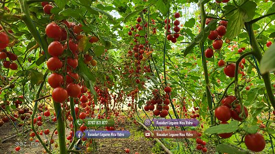 Vand Rasad | Rasaduri Rosii Cherry si Diverse Specialitati