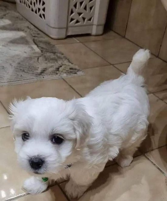 Bichon maltez