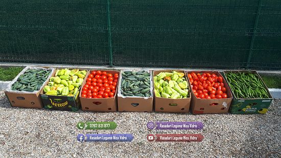 Vand rasad ardei,  rosii,  castraveti,  vinete,  varza | Rasaduri Legume