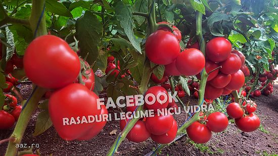Rasad rosii [tomate] | Rasaduri rosii Prekos,  Inima de bou,  Ardei,  etc 2026