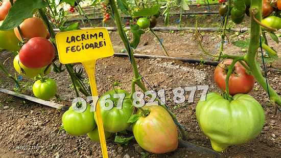 Rasad rosii [tomate] | Rasaduri rosii Prekos,  Inima de bou,  Ardei,  etc 2026