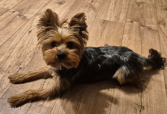 Ofer mascul Yorkshire terrier 1 ansi 9 luni pentru imperechere