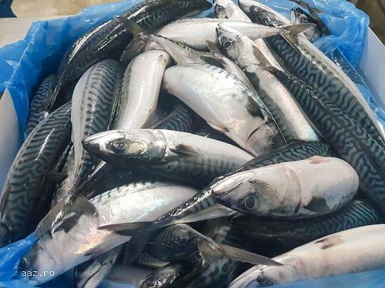 Frozen Atlantic Mackerel Fish For Sale In Europe / Norway Mackerel Fish