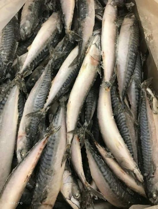 Frozen Atlantic Mackerel Fish For Sale In Europe / Norway Mackerel Fish