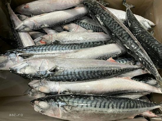 Frozen Atlantic Mackerel Fish For Sale In Europe / Norway Mackerel Fish