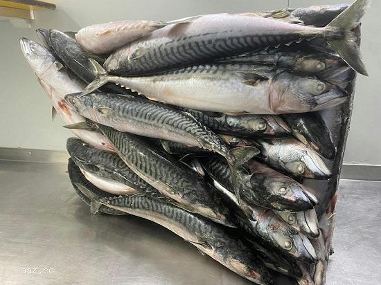 Frozen Atlantic Mackerel Fish For Sale In Europe / Norway Mackerel Fish