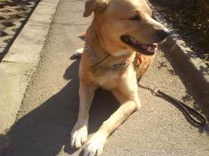 ofer mascul din rasa labrador pt monta