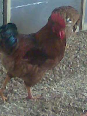 Schimb cocos
