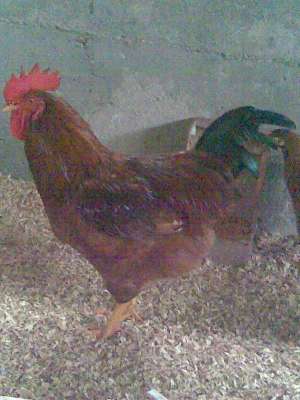Schimb cocos