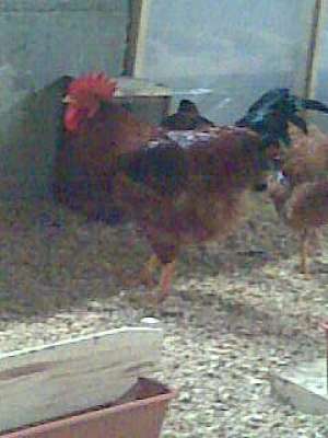 Schimb cocos