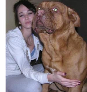 vand pui Dog de Bordeaux