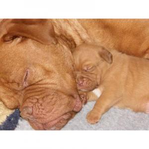 vand pui Dog de Bordeaux