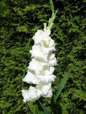nou vand bulbi gladiole olandeze