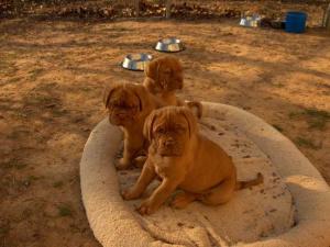 vand pui Dog de Bordeaux