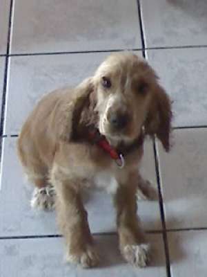 Vand caine cocker spaniel