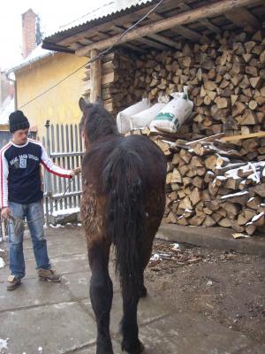 Vand 2 manze rasa semigreu
