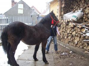 Vand 2 manze rasa semigreu
