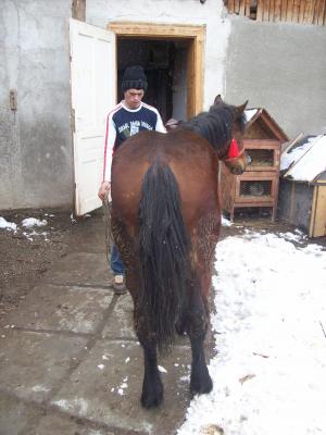 Vand 2 manze rasa semigreu