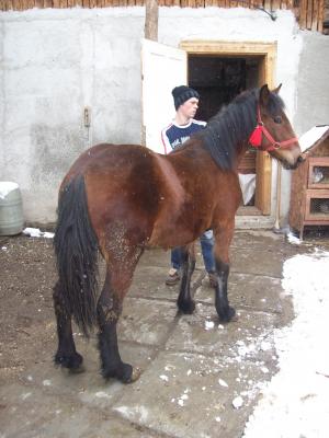 Vand 2 manze rasa semigreu