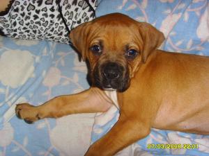 Vand pui Boxer