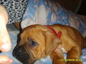 Vand pui Boxer