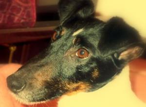 foxterrier smooth