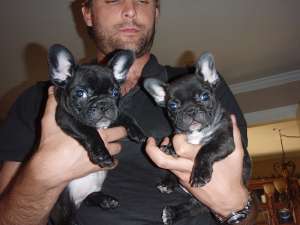 2 buldogei francezi