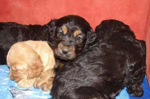 Vand pui cocker spaniel OFERTA 400 lei
