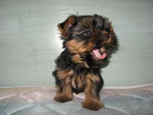 Yorkshire Terrier for sale