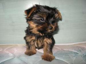 Yorkshire Terrier for sale