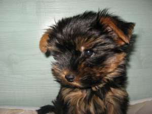 Yorkshire Terrier for sale