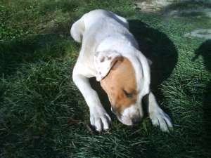 Ofer amstaff pt monta