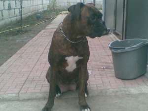 vand pui de boxer