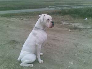 vand pui de boxer