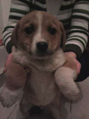 Ofer spre adoptie 3 catelusi