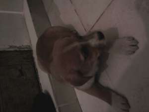 Ofer spre adoptie 3 catelusi
