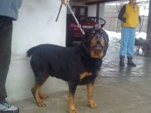 rottweiler pentru monta GRATIS