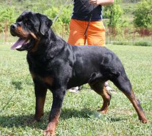 rottweiler